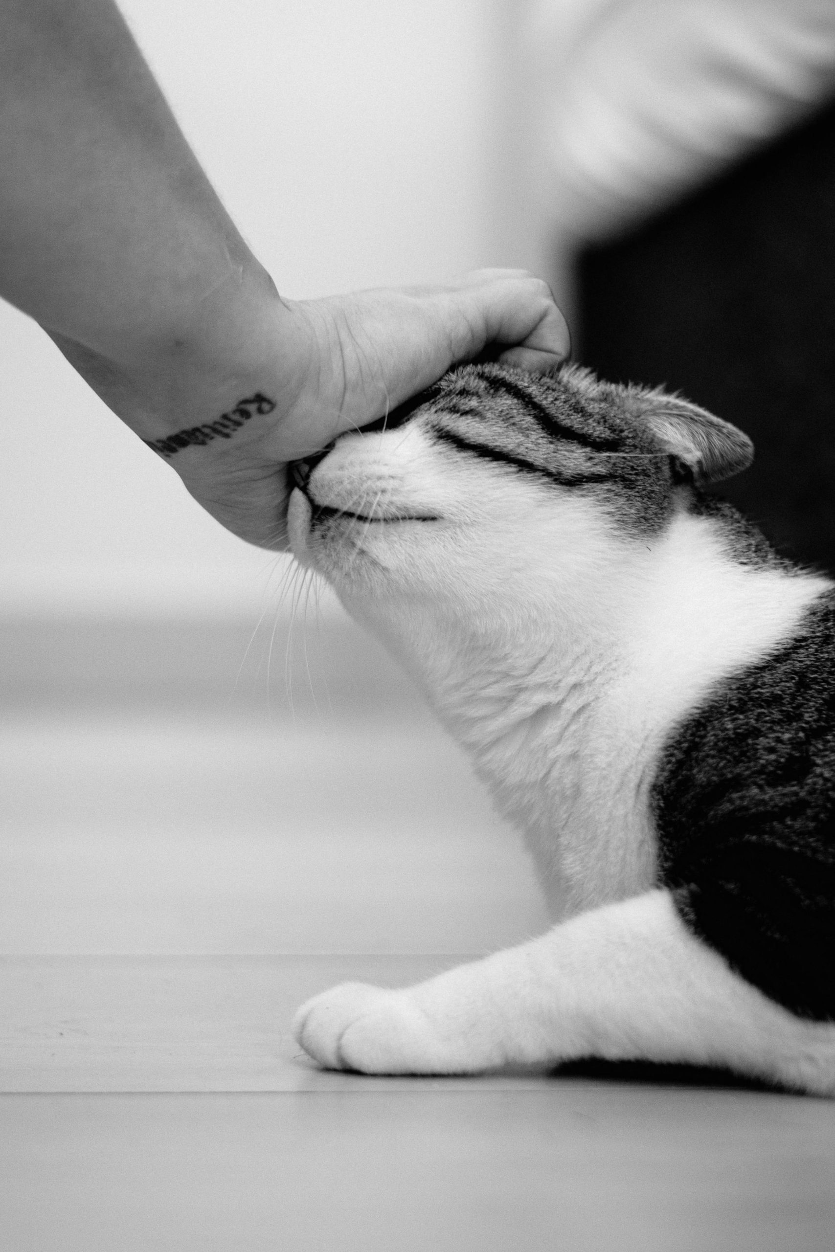 Patte de chat tatouage signification symbolique