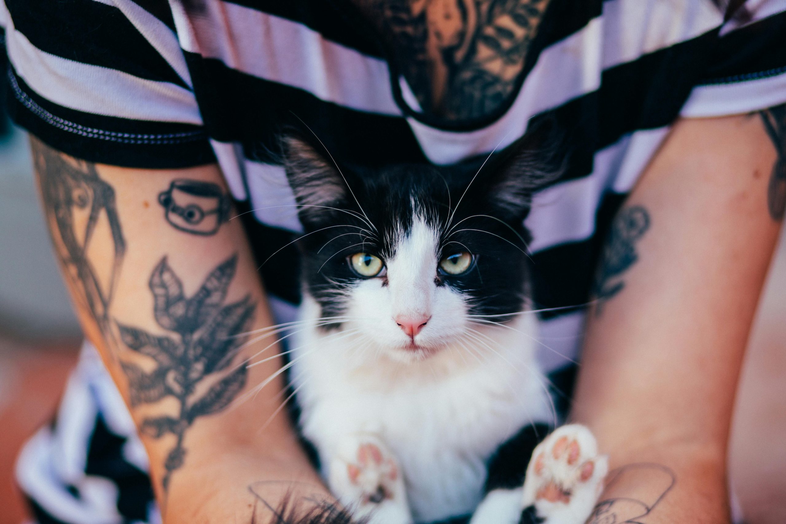 A close-up of a tattooed individual holding a black and white cat, both looking directly at the camera. Gros plan d'une personne tatouée tenant un chat noir et blanc, tous deux regardant directement vers l'appareil photo.