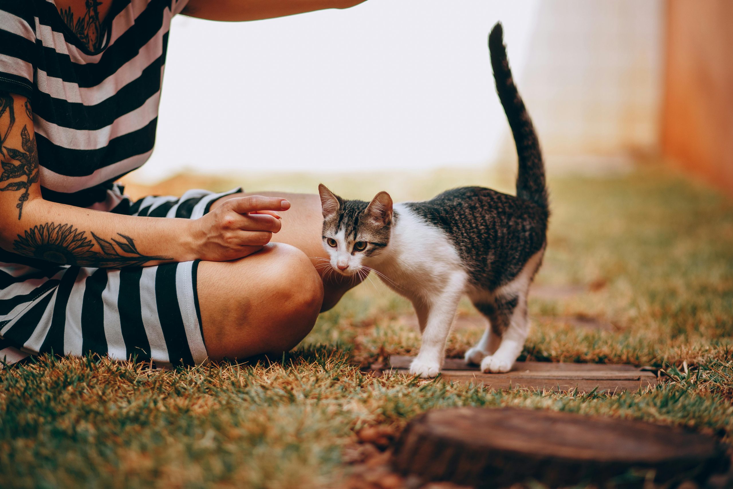 Tatouage patte chat signification symbolique