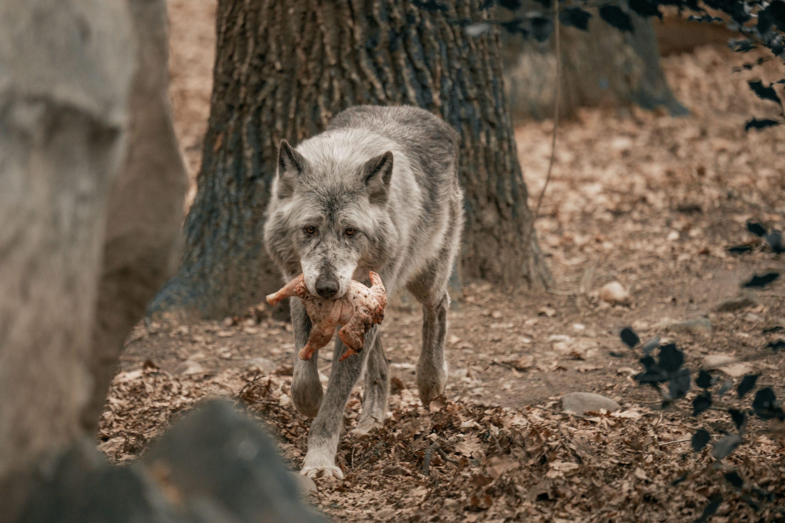 A lone wolf carries its prey in a natural forest environment. Un loup solitaire porte sa proie dans un environnement forestier naturel.