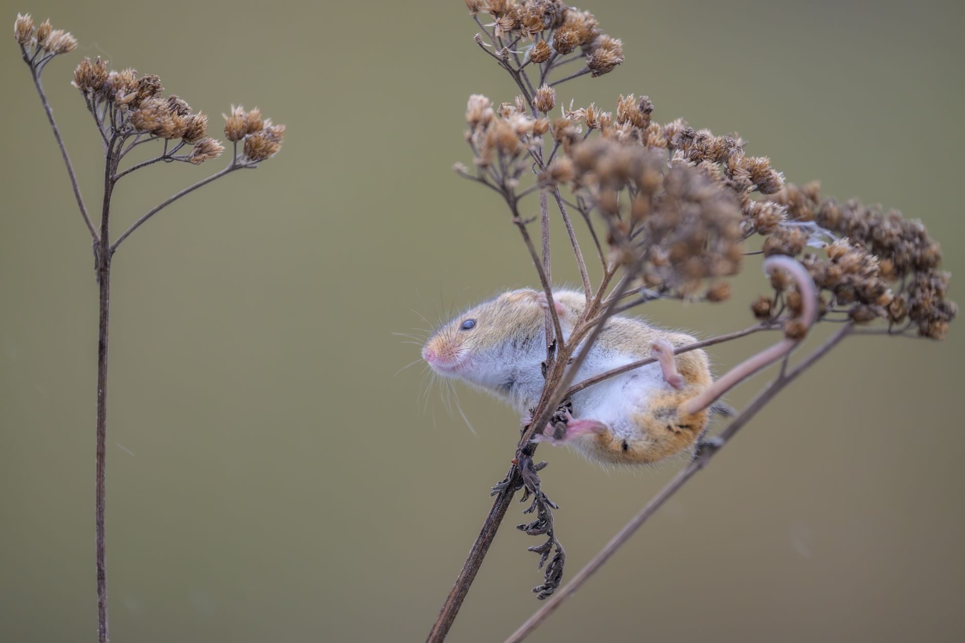 Souris des moissons sur une tige sèche