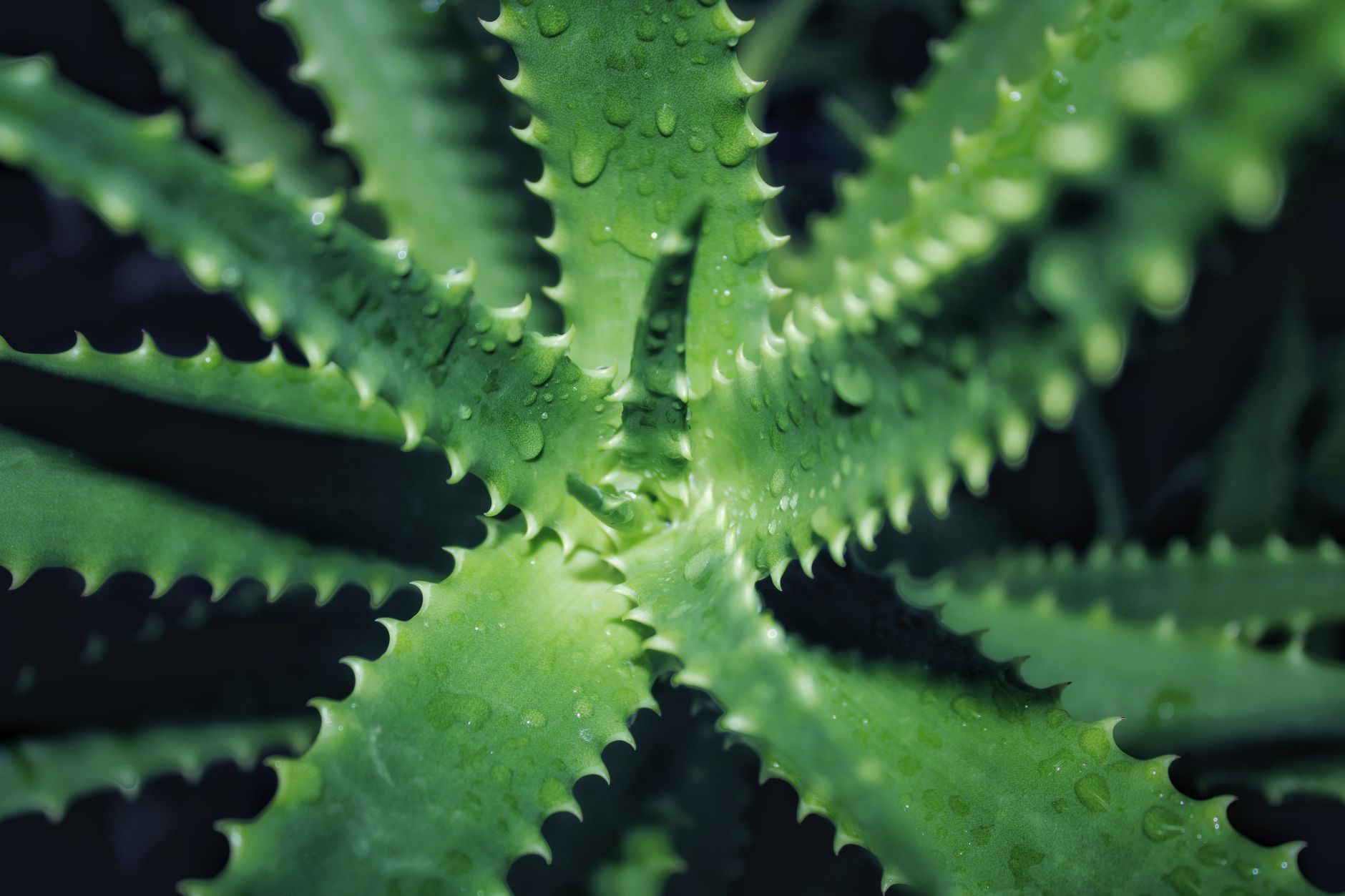 Plante d’aloe vera couverte de gouttes de rosée