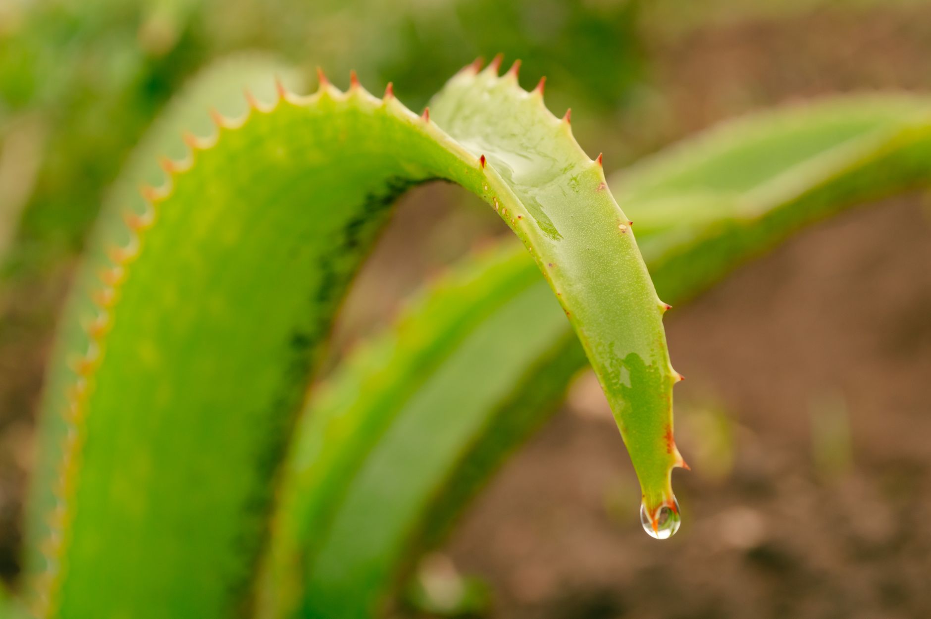 Feuille d’aloe vera avec une goutte d’eau