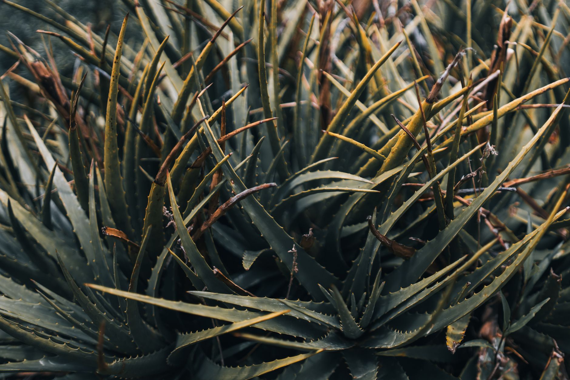 Feuilles d’aloe vera épineuses en plein air